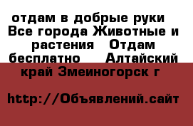 отдам в добрые руки - Все города Животные и растения » Отдам бесплатно   . Алтайский край,Змеиногорск г.